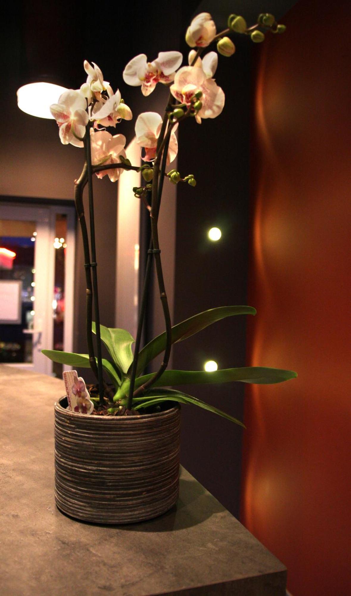 Hotel Bar Le Globe Saint-Die-des-Vosges Ngoại thất bức ảnh